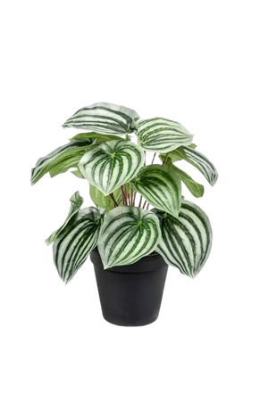Künstliche Peperomia - Klara, 25 cm, Kunstpflanze von aplanta, im schwarzen Topf, in Natur, für drinnen