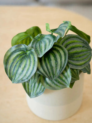Künstliche Peperomia - Klara, 25 cm, Kunstpflanze von aplanta, im schwarzen Topf, in Natur, für drinnen