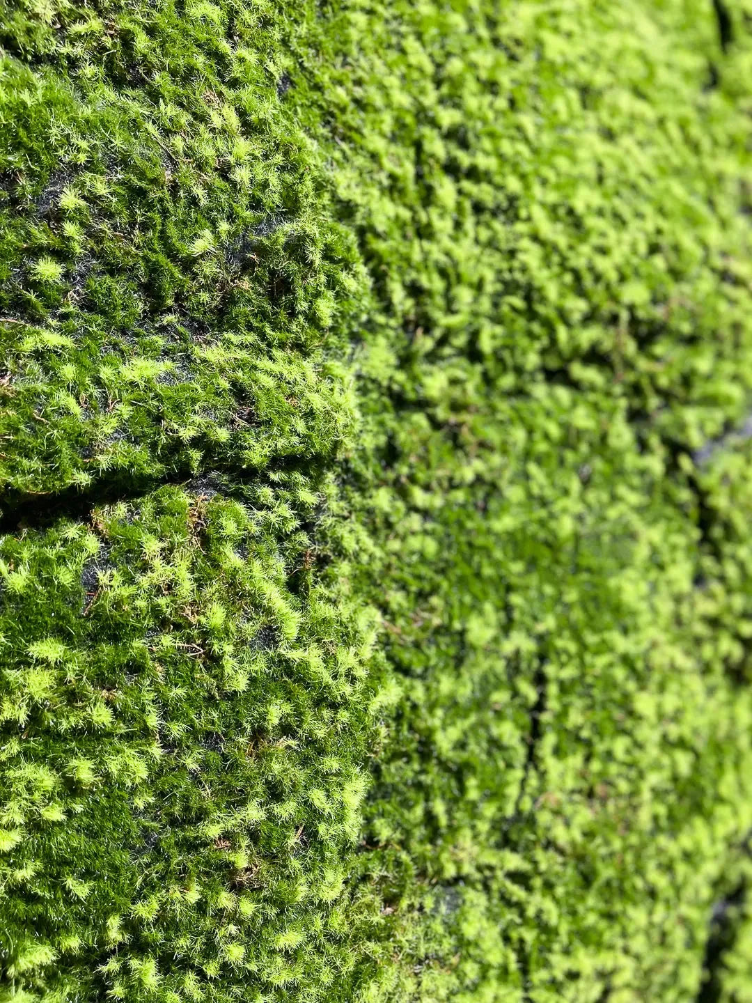 Künstliche Torfmoos Matte - Magnus, Kunstpflanze von aplanta, in Natur, für drinnen