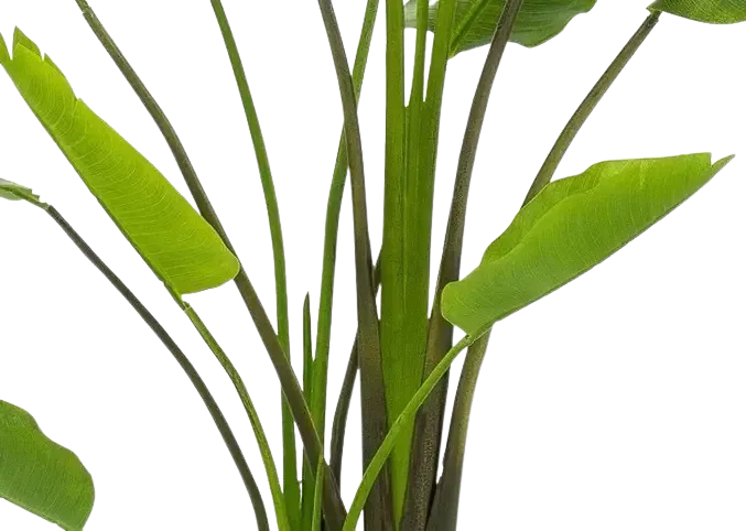 Künstliche Strelitzia - Colin, 180 cm, Kunstbaum von aplanta, in Natur, für drinnen