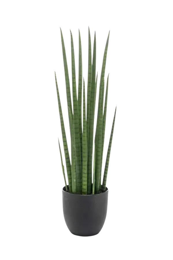 Künstlicher Bogenhanf - Joleen, 70 cm, Kunstpflanze von aplanta, inkl. Dekotopf, im schwarzen Topf, in Natur, für drinnen