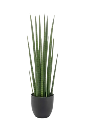 Künstlicher Bogenhanf - Joleen, 70 cm, Kunstpflanze von aplanta, inkl. Dekotopf, im schwarzen Topf, in Natur, für drinnen