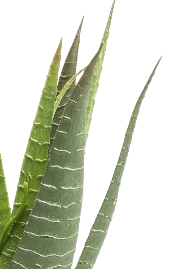 Künstliche Aloe - Patty, 30 cm, Kunstpflanze von aplanta, im schwarzen Topf, in Natur, für drinnen