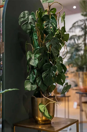 Künstliche Monstera - Luise, 75 cm, Kunstpflanze von aplanta, im schwarzen Topf, in Natur, für drinnen