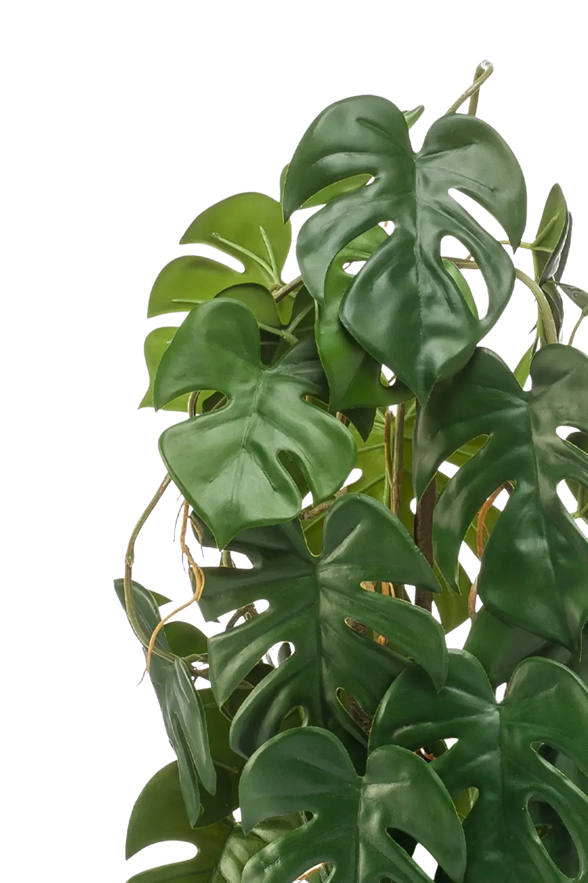 Künstliche Monstera - Luise, 75 cm, Kunstpflanze von aplanta, im schwarzen Topf, in Natur, für drinnen