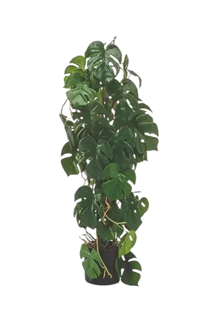 Künstliche Monstera - Luise, 75 cm, Kunstpflanze von aplanta, im schwarzen Topf, in Natur, für drinnen
