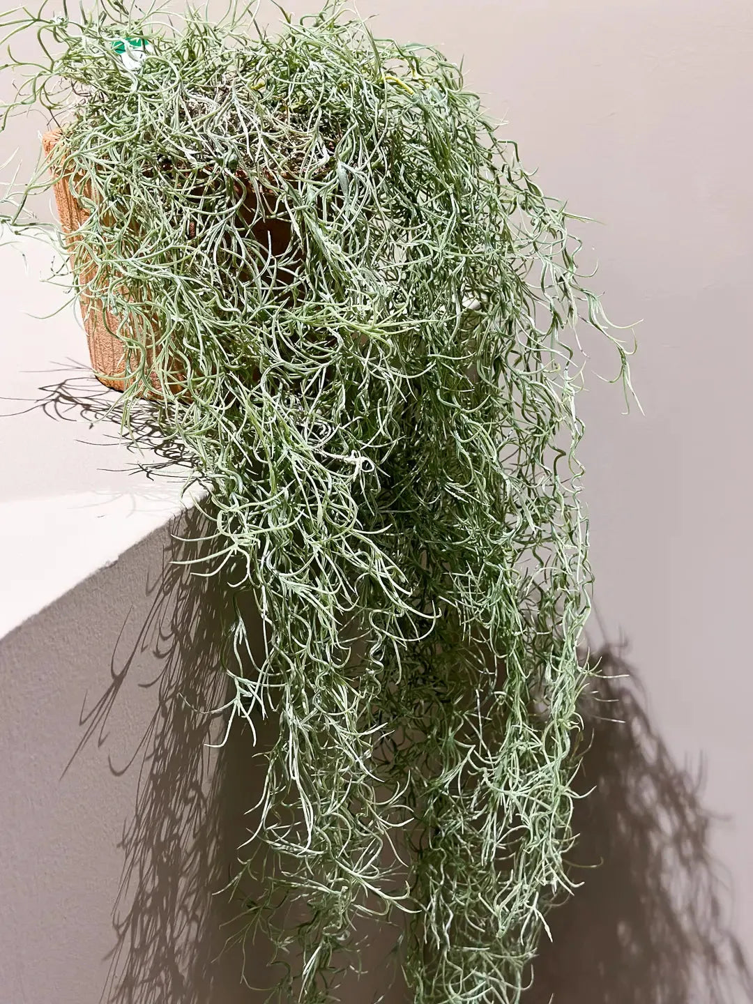 Künstliche Tillandsie - Harry, 95 cm, Kunstpflanze von aplanta, inkl. Dekotopf, in Grün, für drinnen