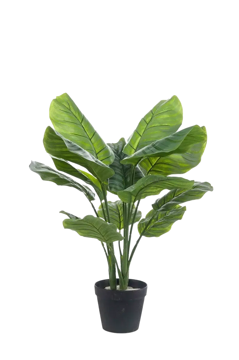 Künstliche Calathea orbifolia - Bill, 70 cm, Kunstpflanze von aplanta, im schwarzen Topf, in Natur, für drinnen