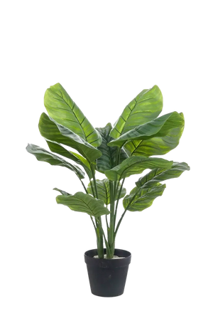 Künstliche Calathea orbifolia - Bill, 70 cm, Kunstpflanze von aplanta, im schwarzen Topf, in Natur, für drinnen