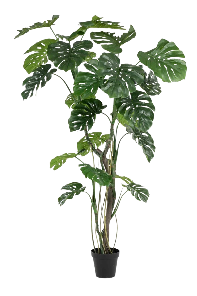 Künstliche Monstera - Mogli, 210 cm, Kunstbaum von aplanta, in Grün, für drinnen