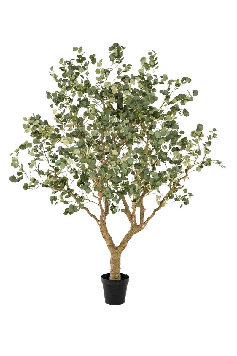 Künstlicher Eucalyptus - Kalli, 240 cm, Kunstbaum von aplanta, in Grün, für drinnen