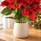 Künstlicher Weihnachtsstern – Neva | 42 cm
