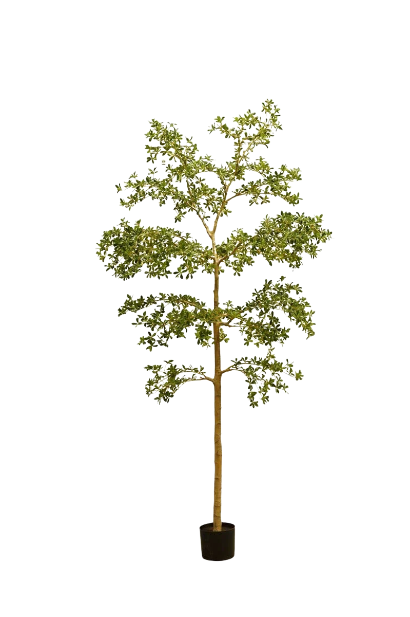 Künstlicher schwarzer Olivenbaum - Finja, 290 cm, Kunstbaum von aplanta, in Grün, für drinnen