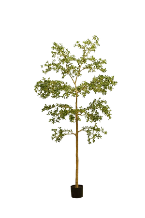 Künstlicher schwarzer Olivenbaum - Finja, 290 cm, Kunstbaum von aplanta, in Grün, für drinnen