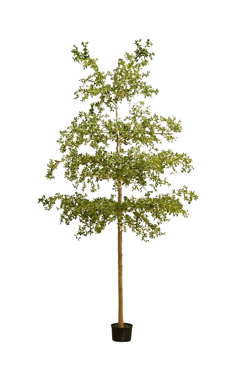 Künstlicher schwarzer Olivenbaum - Finja, 390 cm, Kunstbaum von aplanta, in Grün, für drinnen