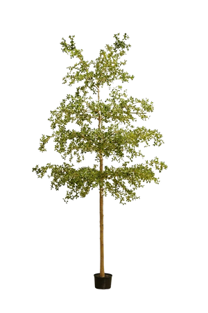 Künstlicher schwarzer Olivenbaum - Finja, 390 cm, Kunstbaum von aplanta, in Grün, für drinnen
