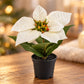 Künstlicher Weihnachtsstern – Natalina | 14 cm Weiß
