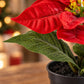 Künstlicher Weihnachtsstern – Natalina | 14 cm Rot