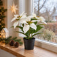 Künstlicher Weihnachtsstern – Angelique | 24 cm Weiß