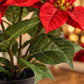 Künstlicher Weihnachtsstern – Angelique | 24 cm Rot