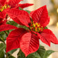 Künstlicher Weihnachtsstern – Angelique | 24 cm Rot