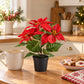 Künstlicher Weihnachtsstern – Angelique | 24 cm Rot