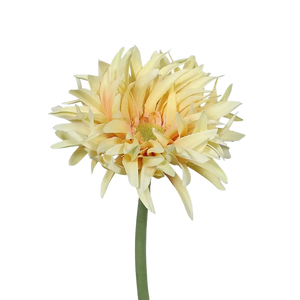 Künstliche Gerbera gefranzt - Adam, 57 cm, Kunstpflanze von aplanta, in Gelb, für drinnen