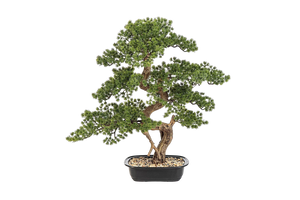Künstlicher Bonsai - Rupert, 68 cm, Kunstbaum von aplanta, in Grün, für drinnen