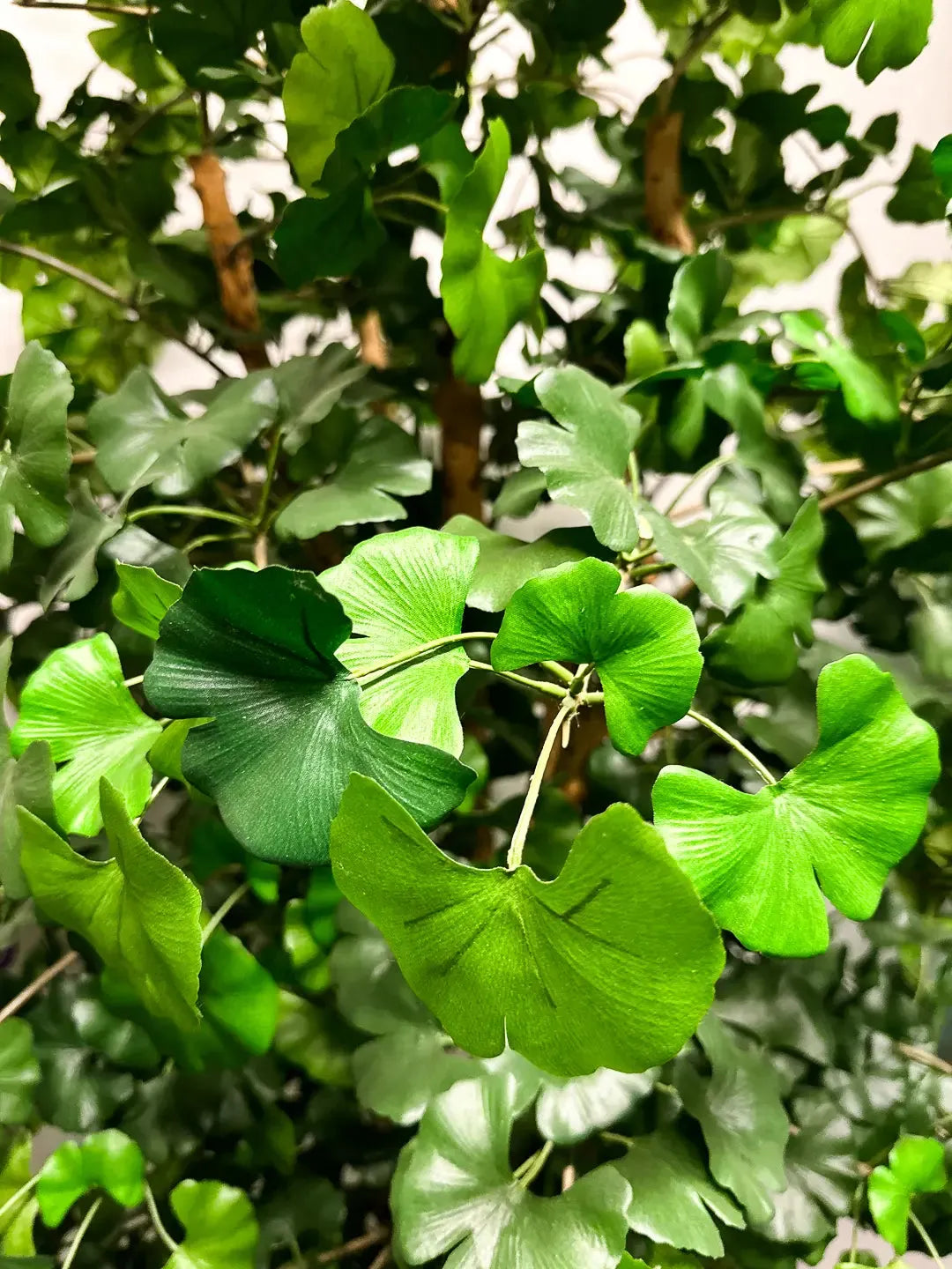 Künstlicher Gingko - Titus, 145 cm, Kunstbaum von aplanta, feuerhemmend, im schwarzen Topf, 145 cm feuerhemmend, in Natur