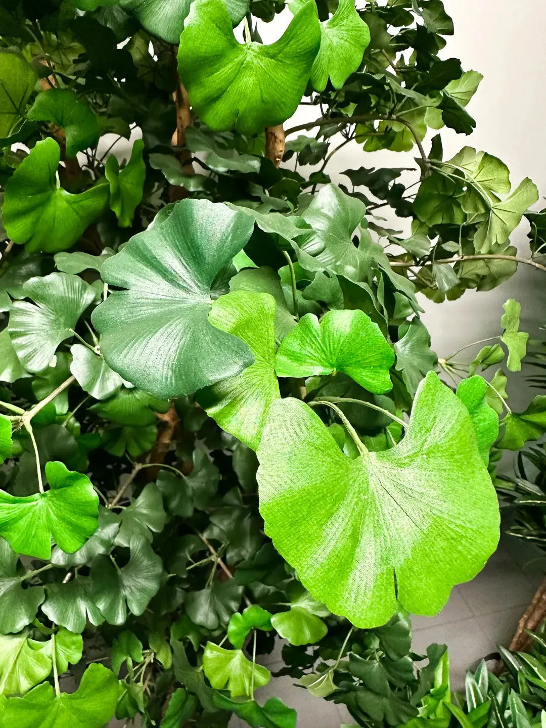 Künstlicher Gingko - Tamino, 210 cm, Kunstbaum von aplanta, mit Echtholzstamm, im schwarzen Topf, in Natur, für drinnen