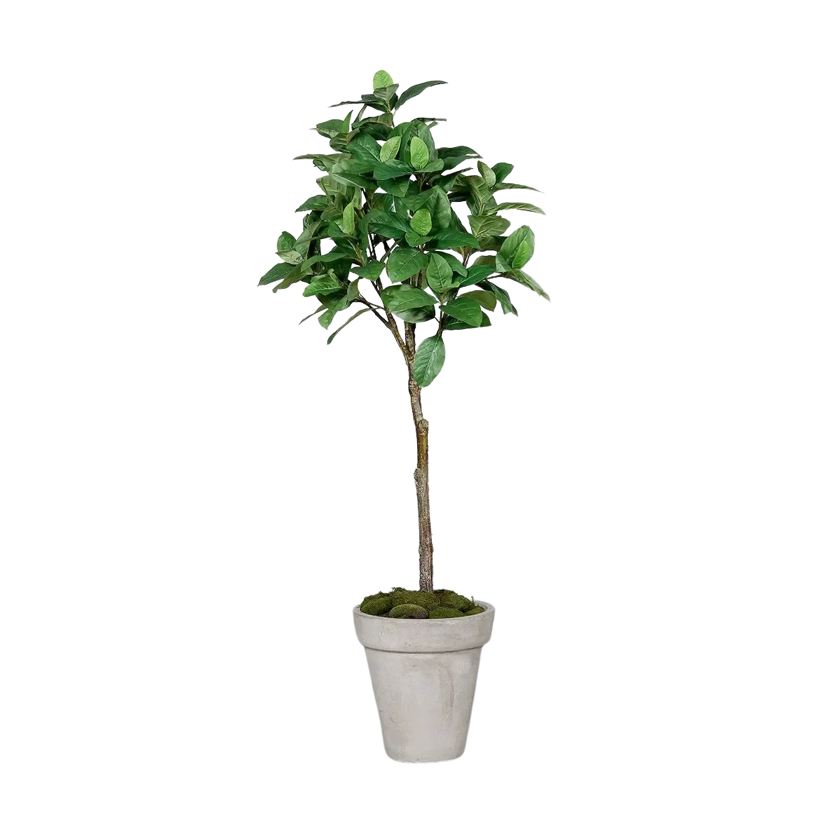 Künstlicher Kaffeebaum - Albus, 150 cm, Kunstbaum von aplanta, im schwarzen Topf, in Grün, für drinnen