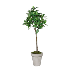 Künstlicher Kaffeebaum - Albus, 150 cm, Kunstbaum von aplanta, im schwarzen Topf, in Grün, für drinnen