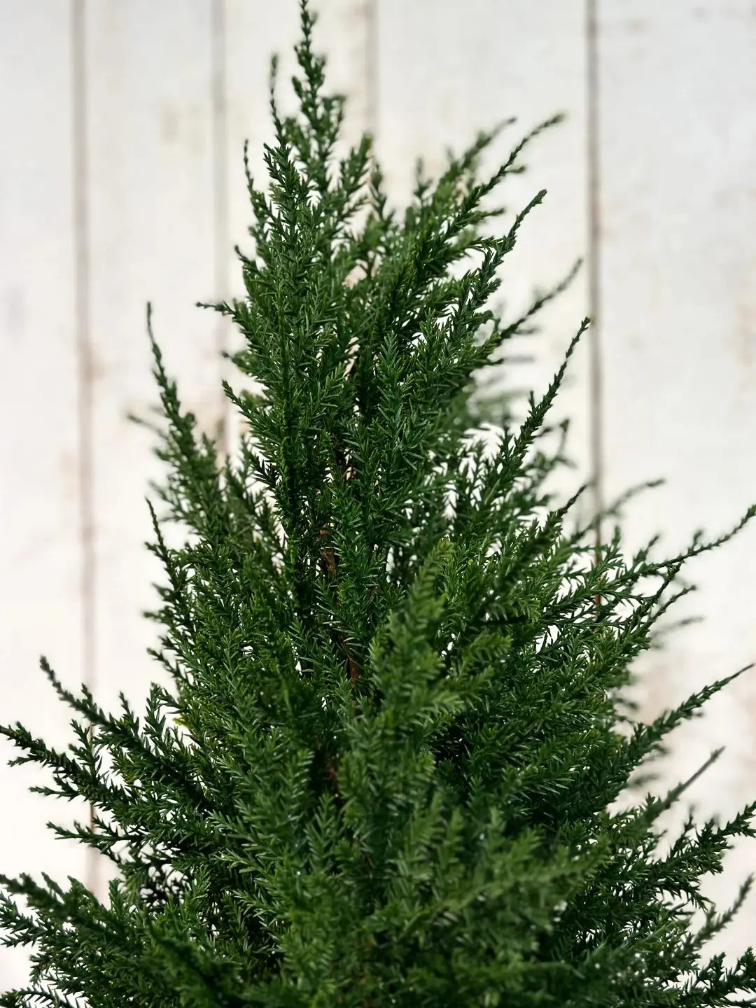 Künstliche Zypresse - Pepe, 150 cm, Kunstbaum von aplanta, Real Touch, in Natur, für drinnen
