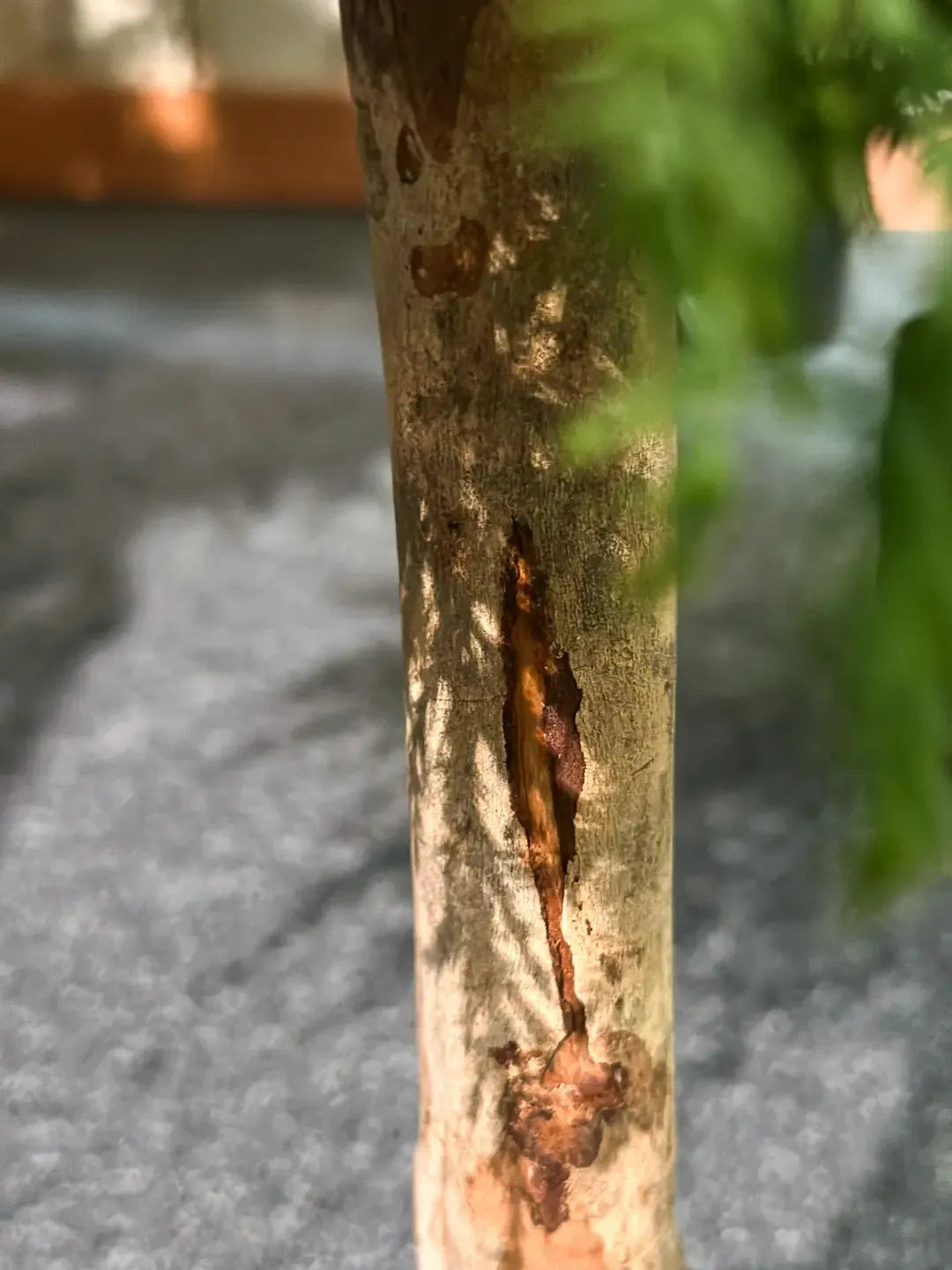 Künstliche Zypresse - Pepe, 180 cm, Kunstbaum von aplanta, Real Touch, in Natur, für drinnen