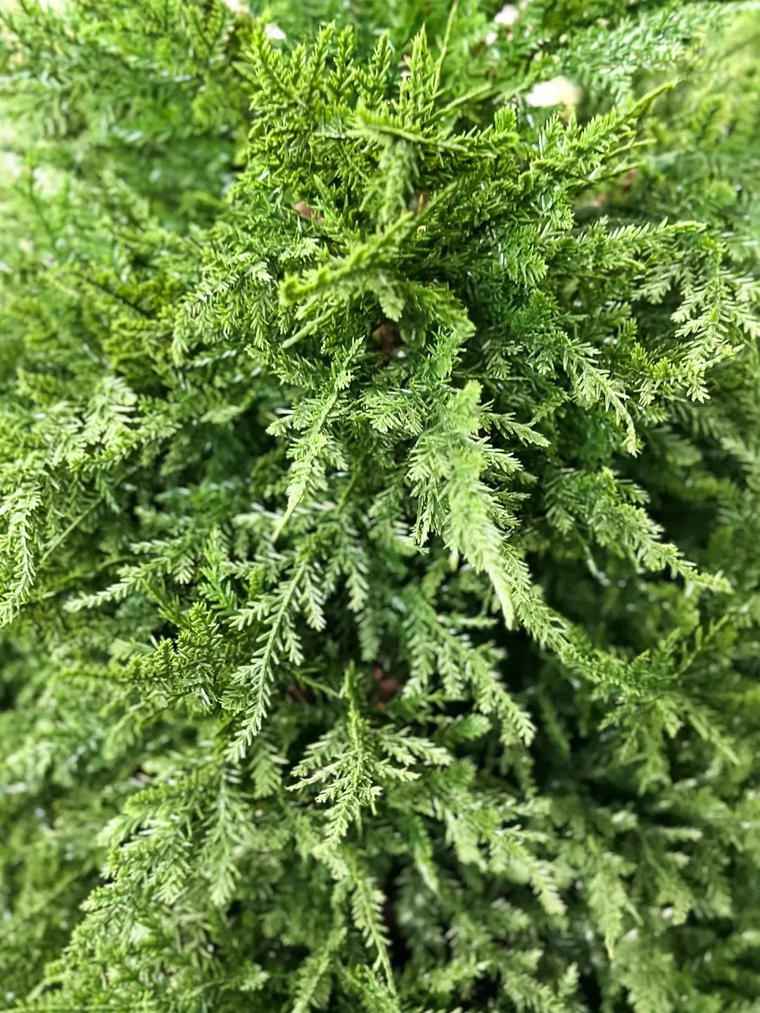 Künstliche Zypresse - Pepe, 180 cm, Kunstbaum von aplanta, Real Touch, in Natur, für drinnen