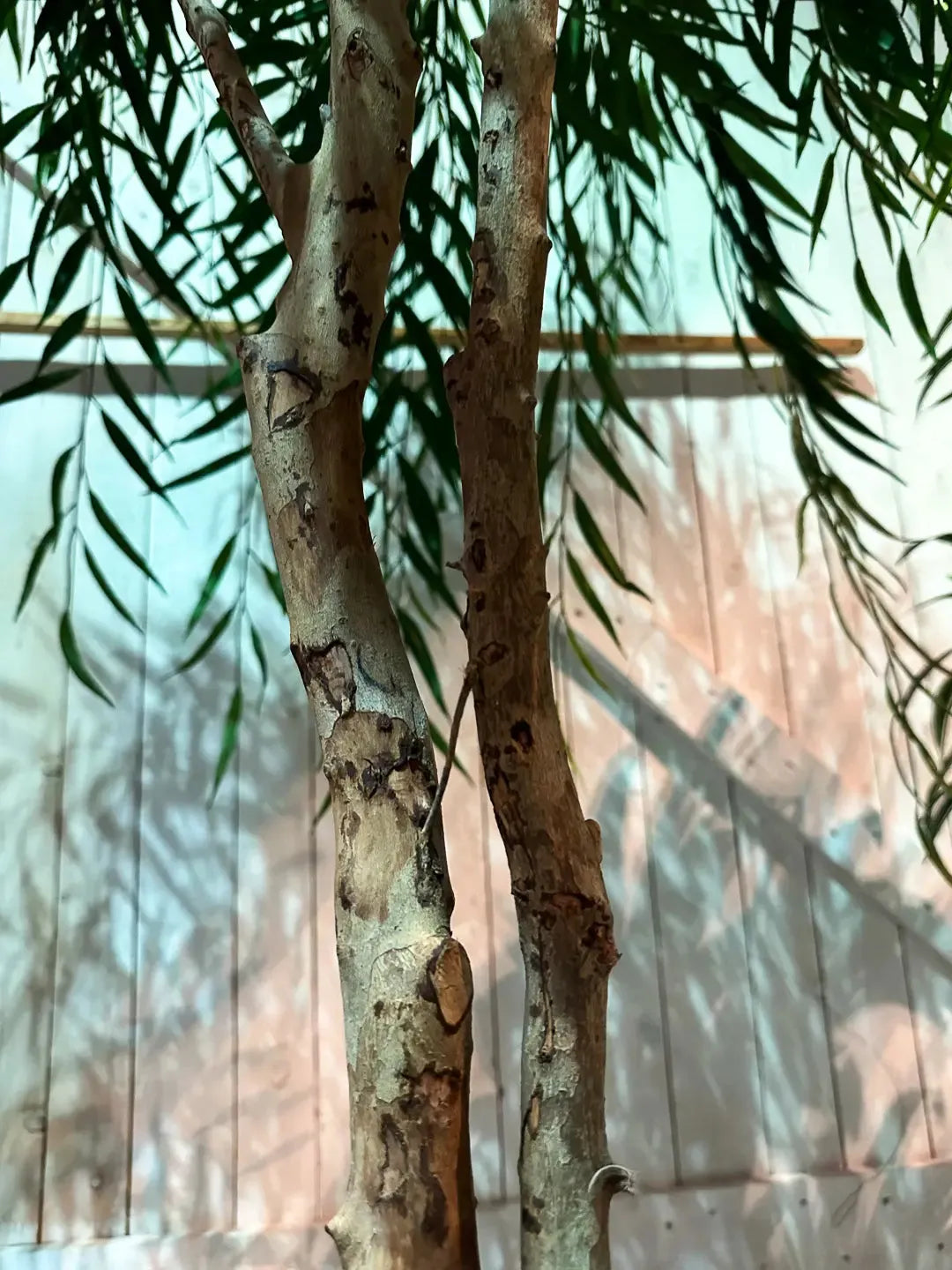 Künstliche Weide - Pepe, 240 cm, Kunstbaum von aplanta, mit Echtholzstamm, in Grün, für drinnen