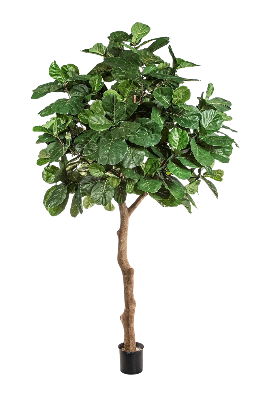 Künstliche Geigenfeige - Nele, 360 cm, Kunstbaum von aplanta, mit Echtholzstamm, in Grün, für drinnen