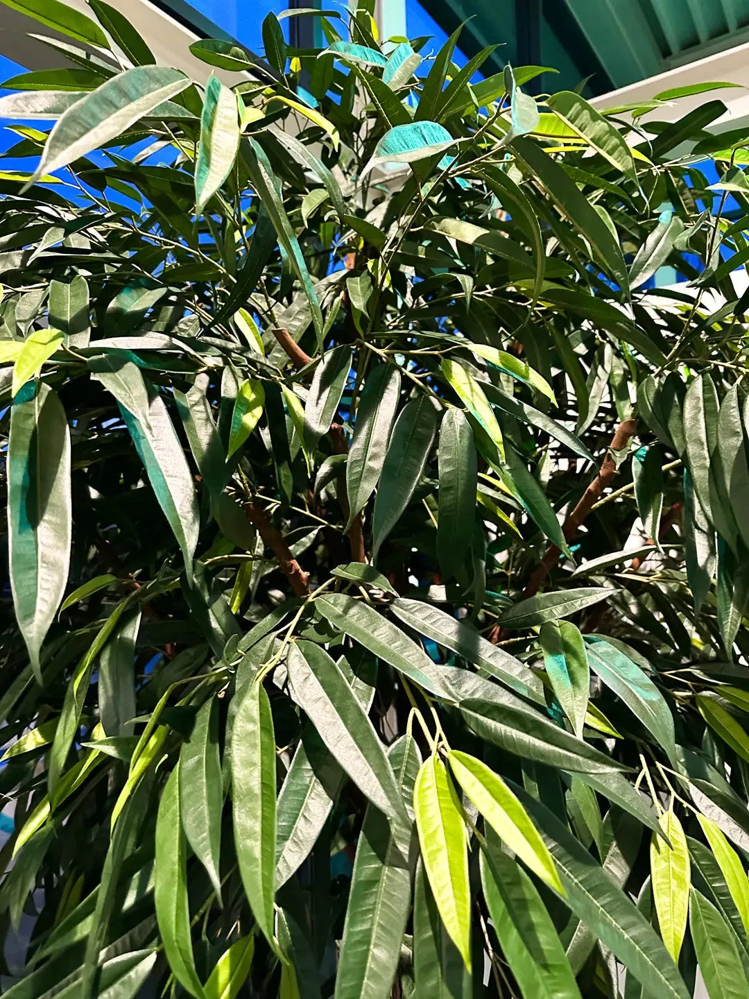 Künstlicher langblättriger Ficus - Johannes, 270 cm, Kunstbaum von aplanta, mit Echtholzstamm, im schwarzen Topf, in Natur