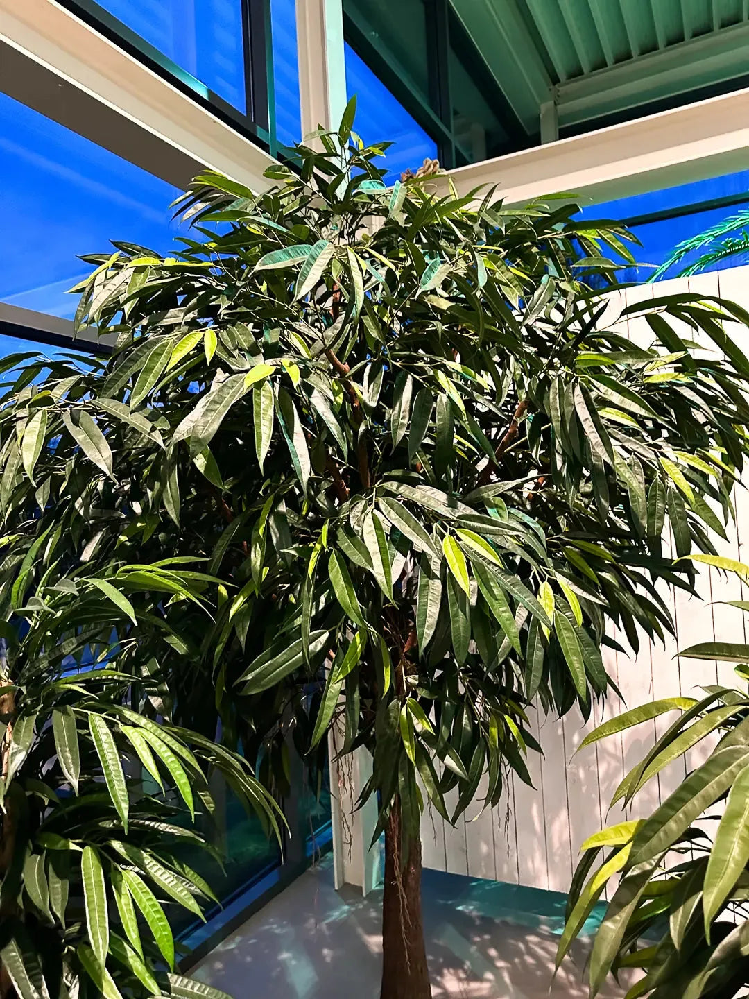 Künstlicher langblättriger Ficus - Johannes, 270 cm, Kunstbaum von aplanta, mit Echtholzstamm, im schwarzen Topf, in Natur