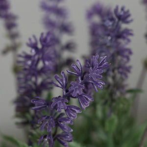 Künstlicher Lavendel - Ibo, 31 cm, Kunstblume von aplanta, in Lavender, für drinnen