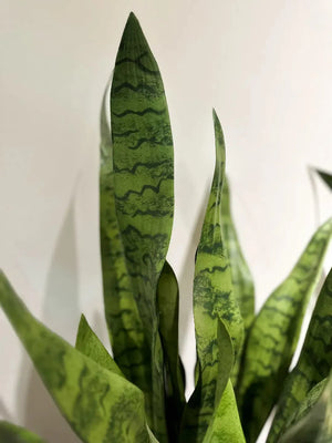 Künstlicher Bogenhanf - Luis, 80 cm, Kunstpflanze von aplanta, in Natur, für drinnen