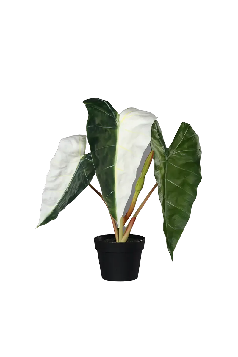 Künstliche Alocasia albino - Heino, 68 cm, Kunstpflanze von aplanta, in Natur, für drinnen