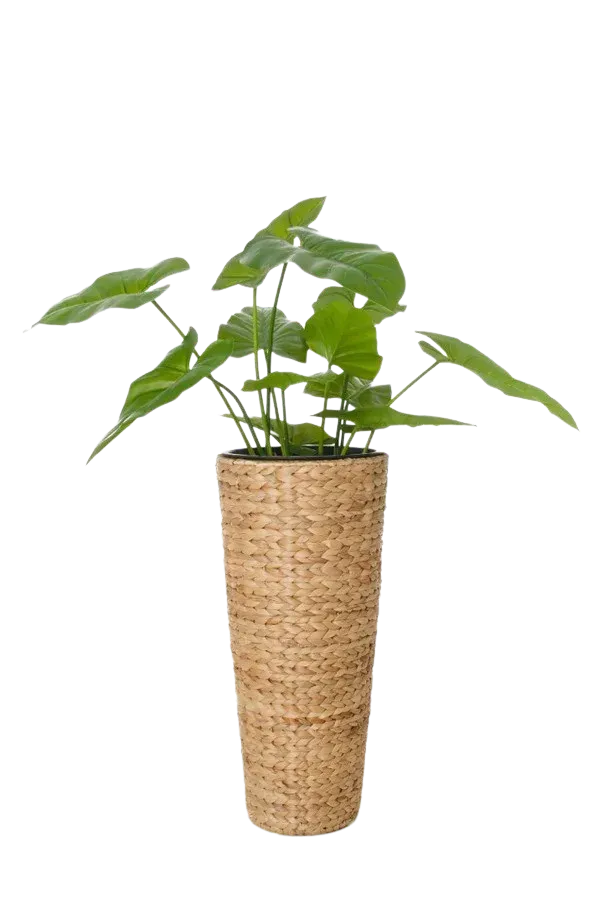 Pflanzkübel - Anesa, 60 cm, von aplanta, 60 cm hoch, in Natur, für drinnen