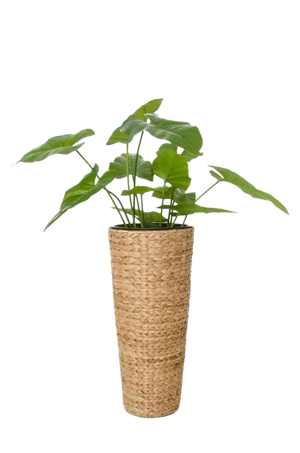 Pflanzkübel - Anesa, 60 cm, von aplanta, 60 cm hoch, in Natur, für drinnen