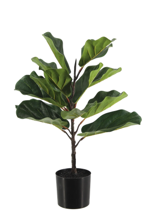 Künstlicher Ficus Lyrata - Luan, 60 cm, Kunstbaum von aplanta, in Grün, für drinnen