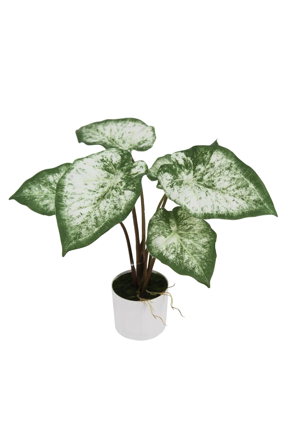 Künstliche Caladium - Dalia, 43 cm, Kunstpflanze von aplanta, inkl. Dekotopf, in Grün, für drinnen