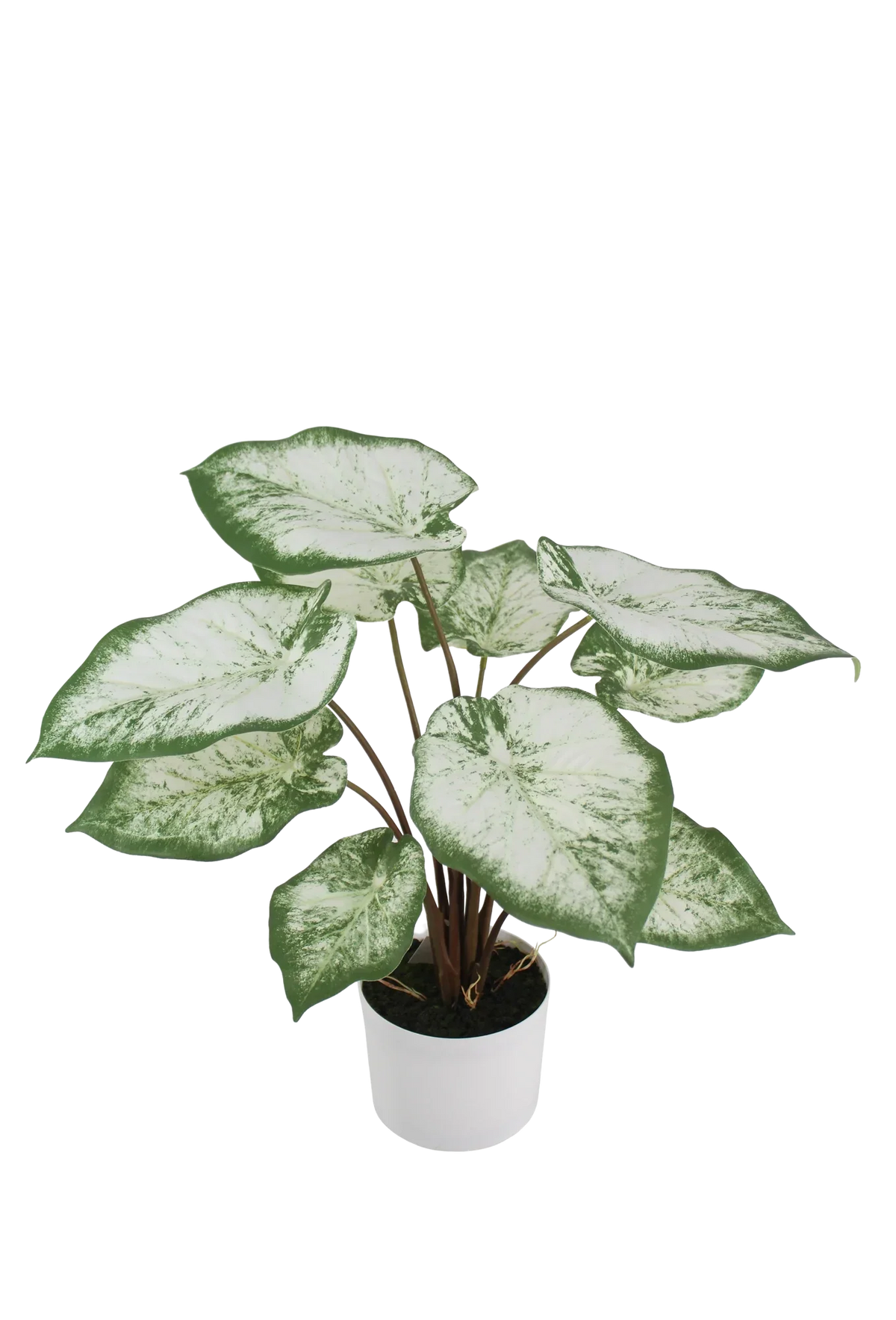 Künstliche Caladium - Noelia, 53 cm, Kunstpflanze von aplanta, inkl. Dekotopf, in Grün, für drinnen