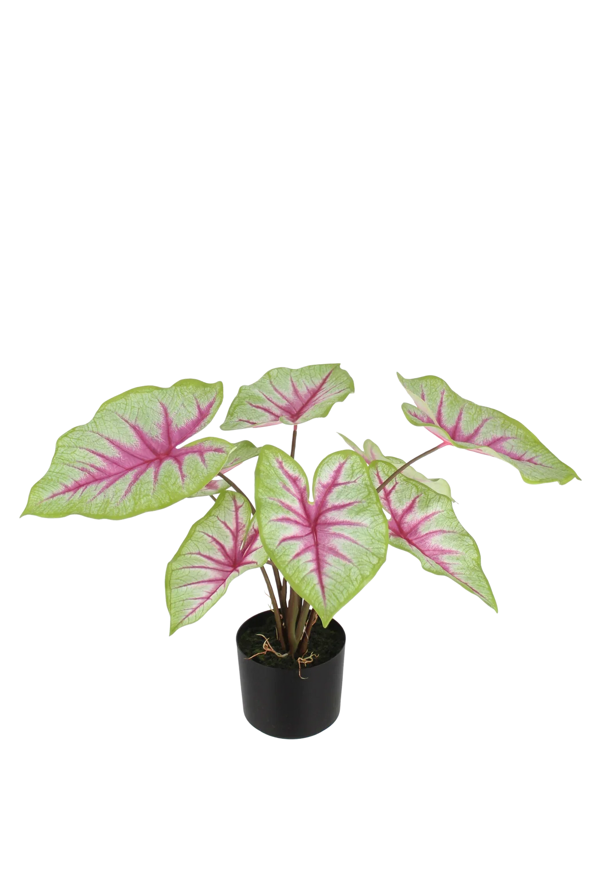 Künstliche Caladium - Malena, 53 cm, Kunstpflanze von aplanta, Real Touch, in Grün, für drinnen