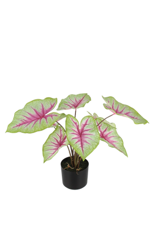 Künstliche Caladium - Malena, 53 cm, Kunstpflanze von aplanta, Real Touch, in Grün, für drinnen