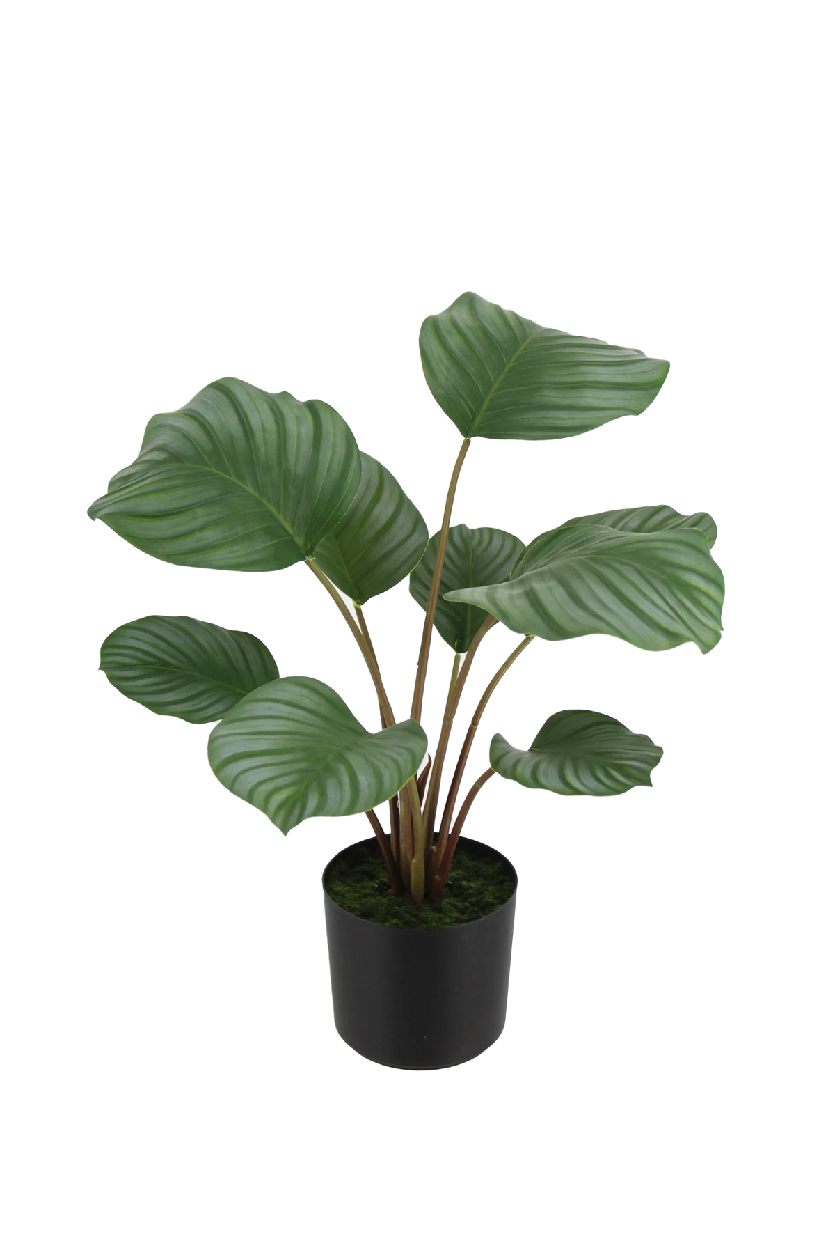 Künstliche Calathea - Silvina, 45 cm, Kunstpflanze von aplanta, Real Touch, in Grün, für drinnen